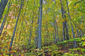 Le Cascine della Riserva Naturale