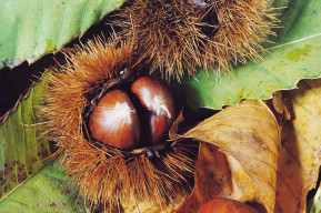 Colto in castagna