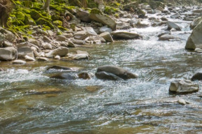 Il Limentra con bagno nel torrente